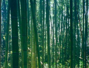 foret de bambous